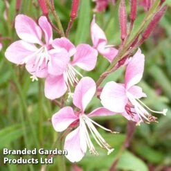 Gaura Lindheimeri Siskiyou Pink -Flourish Flora GAUR KA5343 B