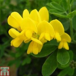 Genista 'Porlock'