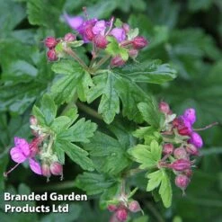 Geranium Macrorrhizum Ingwersen's Variety -Flourish Flora GERA 64174 B