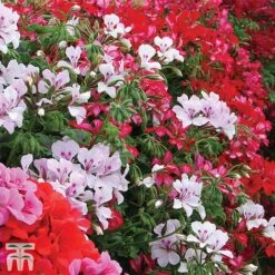 Geranium 'GeRainbow&trade; Mixed' -Flourish Flora GERA 91853 C