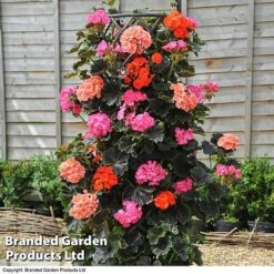 Geranium 'Tall Dark & Handsome' Mixed Collection -Flourish Flora GERA KC8296 B