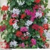 Geranium 'GeRainbow&trade; Mixed'