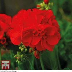 Geranium 'Power Red'