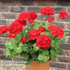 Geranium 'Grandeur Power Red' -Flourish Flora GERA T79122 A