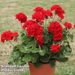 Geranium 'Grandeur Power Red' -Flourish Flora GERA T79122 B