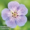 Geranium 'Azure Rush'
