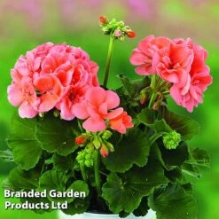 Geranium Giants Collection -Flourish Flora GERA GRCLSALMO S04734