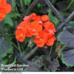 Geranium 'Tall Dark & Handsome Orange' -Flourish Flora GERA TALLDKHSM T23686