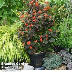 Geranium 'Tall Dark & Handsome Orange'