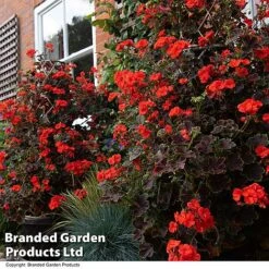 Geranium 'Tall Dark & Handsome Orange' -Flourish Flora GERA TALLDKHSM T33985