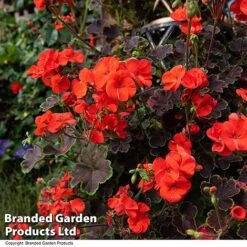 Geranium 'Tall Dark & Handsome Orange' -Flourish Flora GERA TALLDKHSM T33987