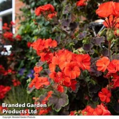 Geranium 'Tall Dark & Handsome Orange' -Flourish Flora GERA TALLDKHSM T33988