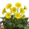 Gerbera Garvinea 'Sweet Smile'