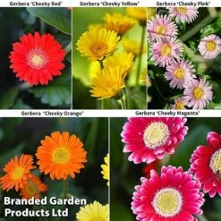 Gerbera Garvinea 'Cheeky Collection' -Flourish Flora GERBERA COLL