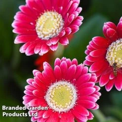 Gerbera Garvinea 'Cheeky Collection' -Flourish Flora GERB CHEEKMAGE A