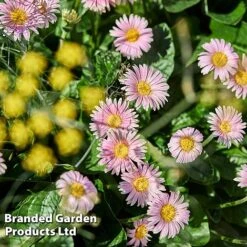 Gerbera Garvinea 'Cheeky Collection' -Flourish Flora GERB CHEEKPINK F