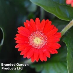 Gerbera Garvinea 'Cheeky Collection' -Flourish Flora GERB CHEEKRED G