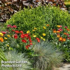 Gerbera Garvinea 'Cheeky Collection' -Flourish Flora GERB CHEEKYMIX S49056