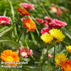 Gerbera Garvinea 'Cheeky Collection' -Flourish Flora GERB CHEEKYMIX S49058