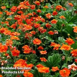 Perennial Collection -Flourish Flora GEUM MRSBRADSH L3401311