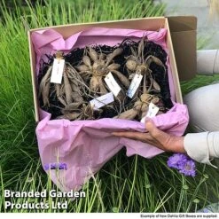 Dahlia 'Linda's Baby' Collection -Flourish Flora GIFT DAHLIABOX S466572