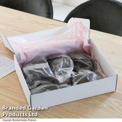 Dahlia 'Linda's Baby' Collection -Flourish Flora GIFT DAHLIABOX T487501