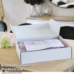 Dahlia 'Deborah' Collection -Flourish Flora GIFT DAHLIABOX T48757