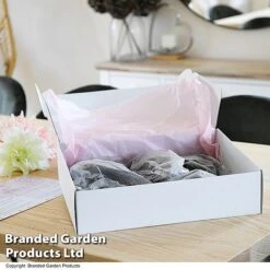 Dahlia 'Deborah' Collection -Flourish Flora GIFT DAHLIABOX T48758