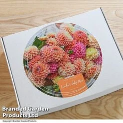 Dahlia 'Linda's Baby' Collection -Flourish Flora GIFT DAHLIABOX T48760
