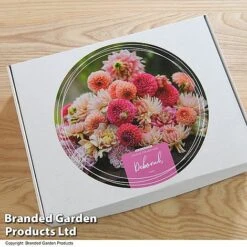 Dahlia 'Deborah' Collection -Flourish Flora GIFT DAHLIABOX T48761