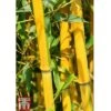 Golden Bamboo