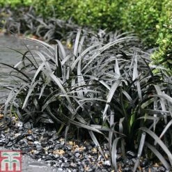 Grass Collection -Flourish Flora GRAS T58571P C