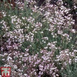 Bare Root Perennial Collection -Flourish Flora GYPS 10524 A1