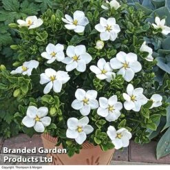 Gardenia Jasminoides 'Kleim's Hardy' -Flourish Flora Gardenia kleim 4