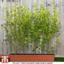 Griselinia Littoralis (Hedging) -Flourish Flora Grisellinia ready