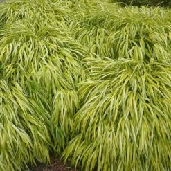 Hakonechloa Macra 'Aureola' -Flourish Flora HAKO T58374 B h