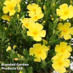 Halimium 'April Sun' -Flourish Flora HALI APRILSUN S17148