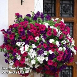 Hanging Basket Mixed Collection -Flourish Flora HANG KC9913 B