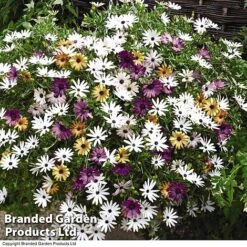 Hanging Basket Mixed Collection -Flourish Flora HANG KC9913 C