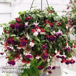 Hanging Basket Mixed Collection -Flourish Flora HANG KC9913 D