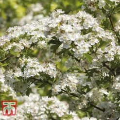 Hawthorn (Hedging) -Flourish Flora HAWT T70270 C