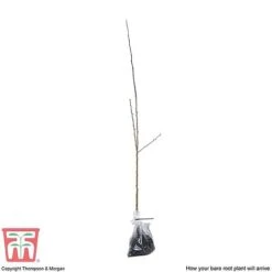 Hawthorn (Hedging) -Flourish Flora HAWT T70270 E