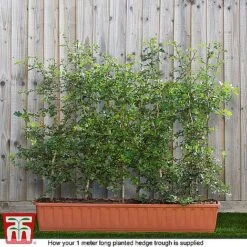 Hawthorn (Hedging) -Flourish Flora HAWT T70270 F