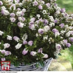 Hebe 'High Voltage' -Flourish Flora HEBE T71349 C