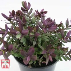 Hebe 'Super Red' -Flourish Flora HEBE TKA0891 C