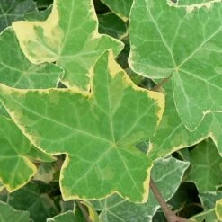 Hedera Helix 'Goldchild' -Flourish Flora HEDE TKA0895 NOW1