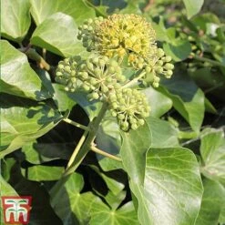 Hedera Helix 'Arborescens' -Flourish Flora HEDE ARBORESCE L06923W