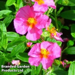 Helianthemum Ben Hope 4 Helianthemum Ben Hope -Flourish Flora HELI 64196 B