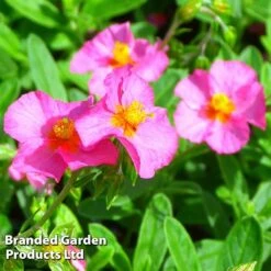 Helianthemum Ben Hope 5 Helianthemum Ben Hope -Flourish Flora HELI 64196 C