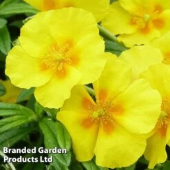 Helianthemum 'Golden Queen' -Flourish Flora HELI KC9109 B